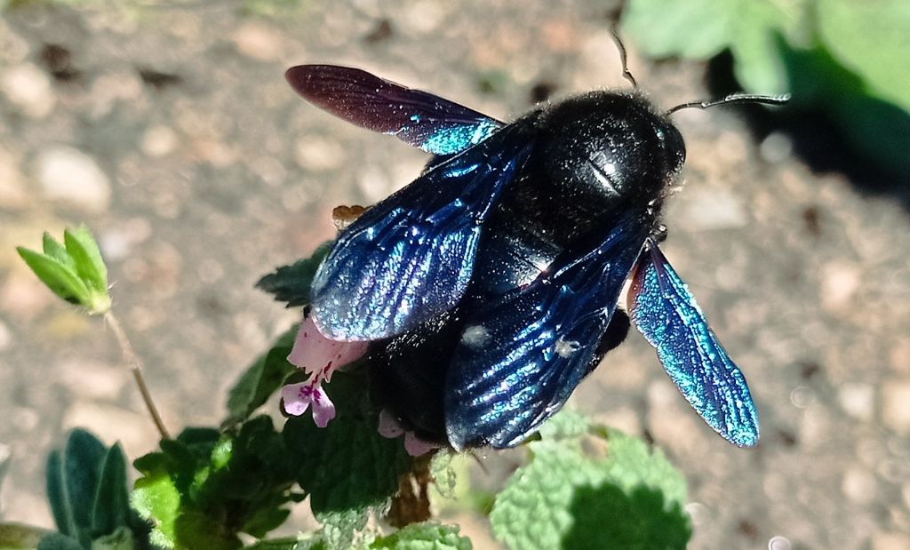 Apidae Xylocopinae: femmina di Xylocopa sp.